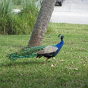 Picture 002